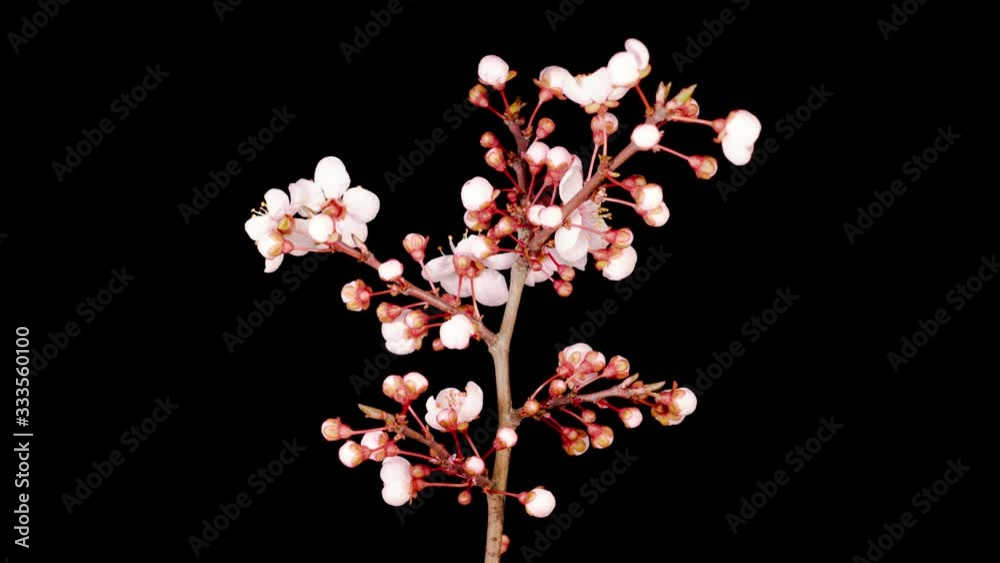 White Flowers Blossoms on the Branches of Cherry Tree. Dark Background. Timelapse.4K.