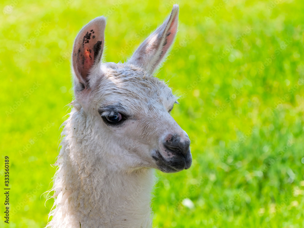 Portrait of a young white llama foal