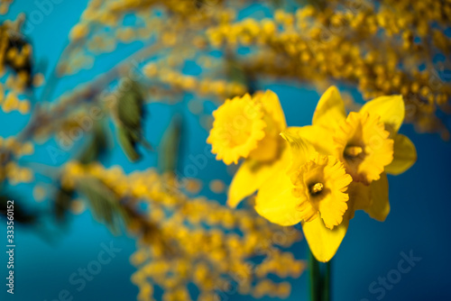 Bouquet of yellow daffodils and a branch of mimosa on a blurred background