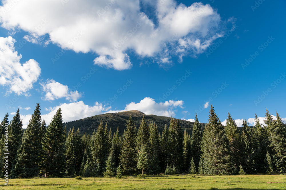 Obraz premium Beautiful blue sky and fluffy white clouds above an alpine meadow, a spruce and fir forest and a mountain peak