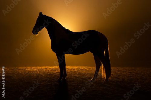 Profile of a Big horse standing in smokey setting in orange dramatic light © LauraFokkema