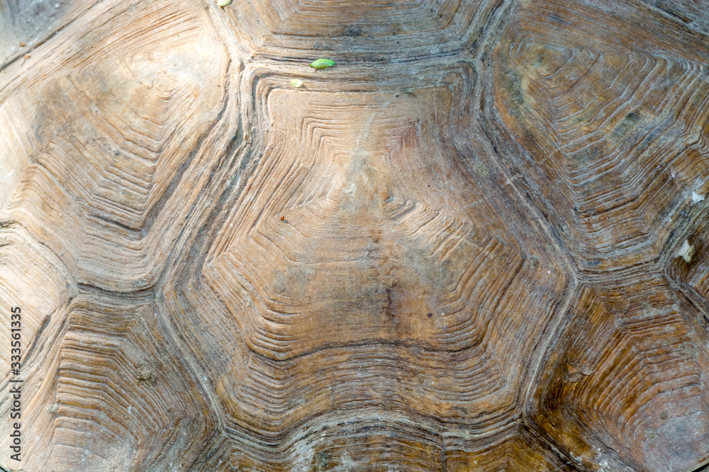Shell of an old African giant tortoise
