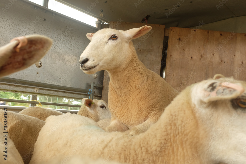 Fototapeta premium White Sheep in a Packed Transport Cart