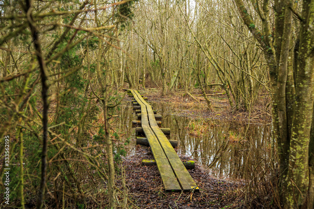 Fototapeta premium Wooden planks in footpath in nature reserve