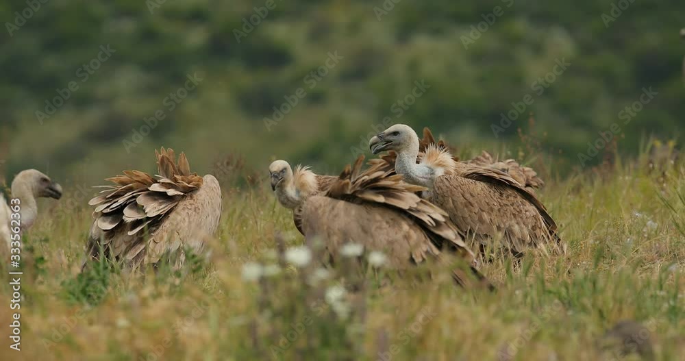 Griffon Vulture, Gyps fulvus, big bird flying in rocky mountain, nature habitat, Madzarovo, Bulgaria, Eastern Rhodopes. Wildlife scene from Balkan. Animal behaviour. Vulture fight in nature. Griffon Vulture, Gyps fulvus, big bird flying in rocky mountain, nature habitat, Madzarovo, Bulgaria, Eastern Rhodopes. Wildlife scene from Balkan. Animal behaviour. Vulture fight in nature.
