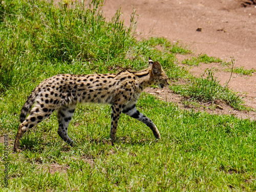 The serval  Leptailurus serval  right before it crosses the street through the savannah of the Serengeti Nationalpark