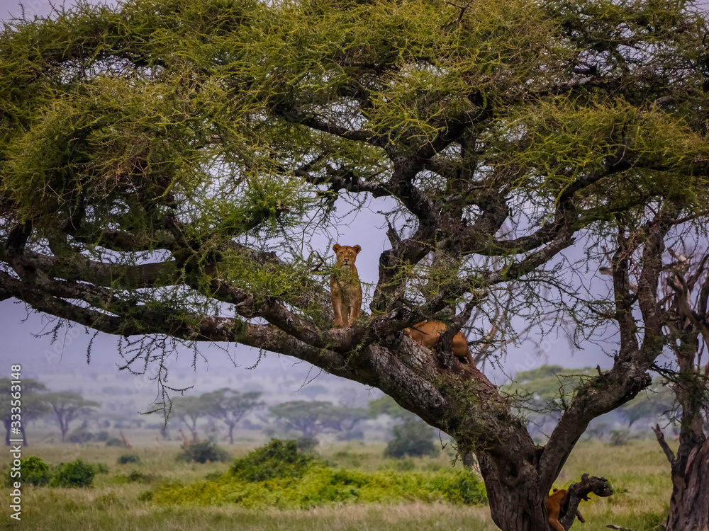 Lioness (Panthera leo) standing on a branch of an acacia tree, others are relaxing in the shadows Lioness (Panthera leo) standing on a branch of an acacia tree, others are relaxing in the shadows