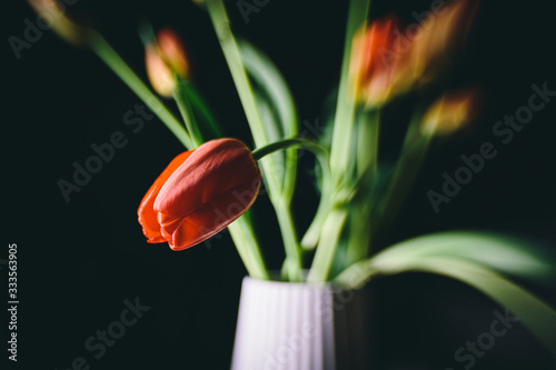 Red tulips flower bouquet on a white vase pot isolated on a black background