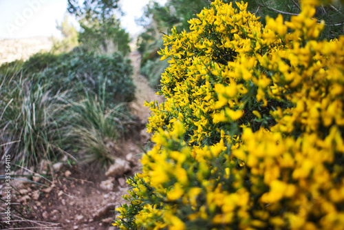 beautiful yellow flowers in the mountain in the middle of the nature