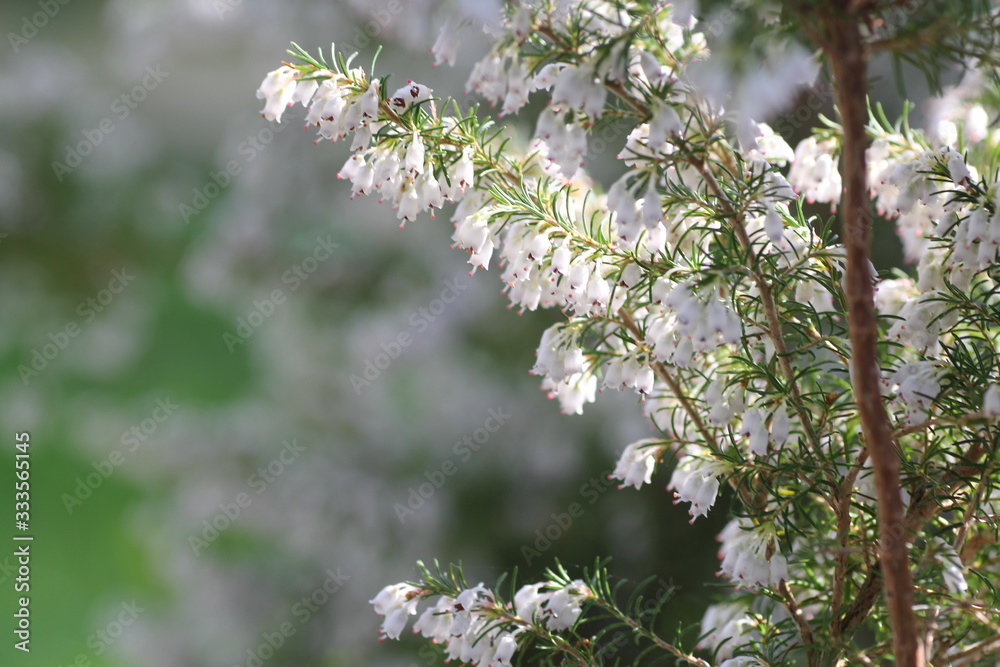 BRUYERE BLANCHE ARBORESCENTE MACRO 3 BRUYERE BLANCHE ARBORESCENTE MACRO 3