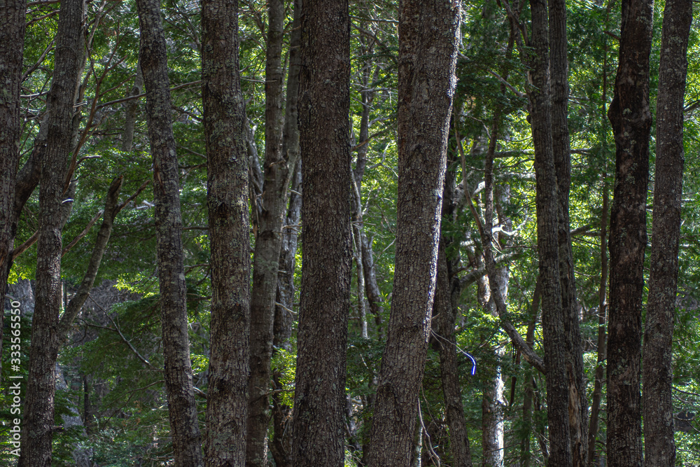 Fototapeta premium forest in patagonia, buenos aires, Argentina