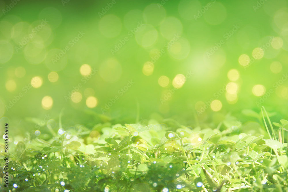 Fresh clover green grass. Nature background Fresh clover green grass. Nature background