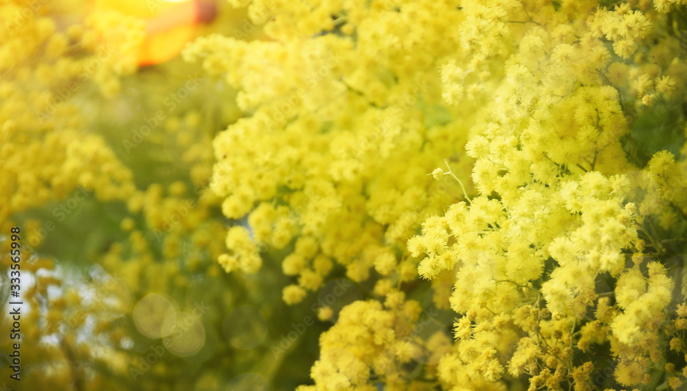 Spring background with Mimosa Blossom Spring background with Mimosa Blossom