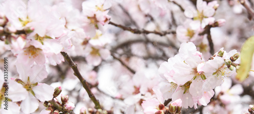 Spring background with almond blossom © VAlekStudio 