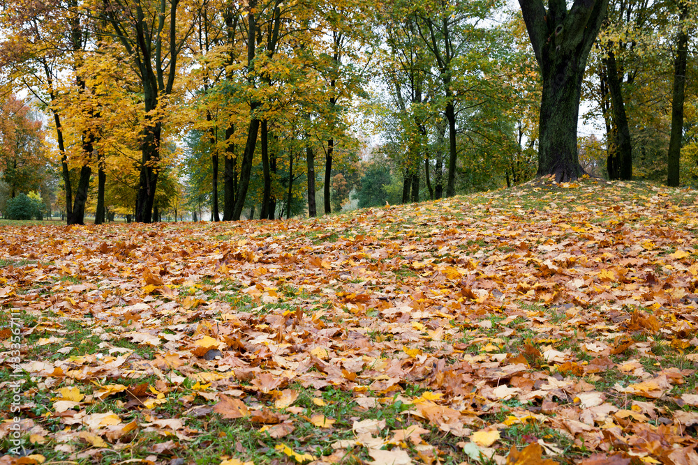 maple leaves maple leaves