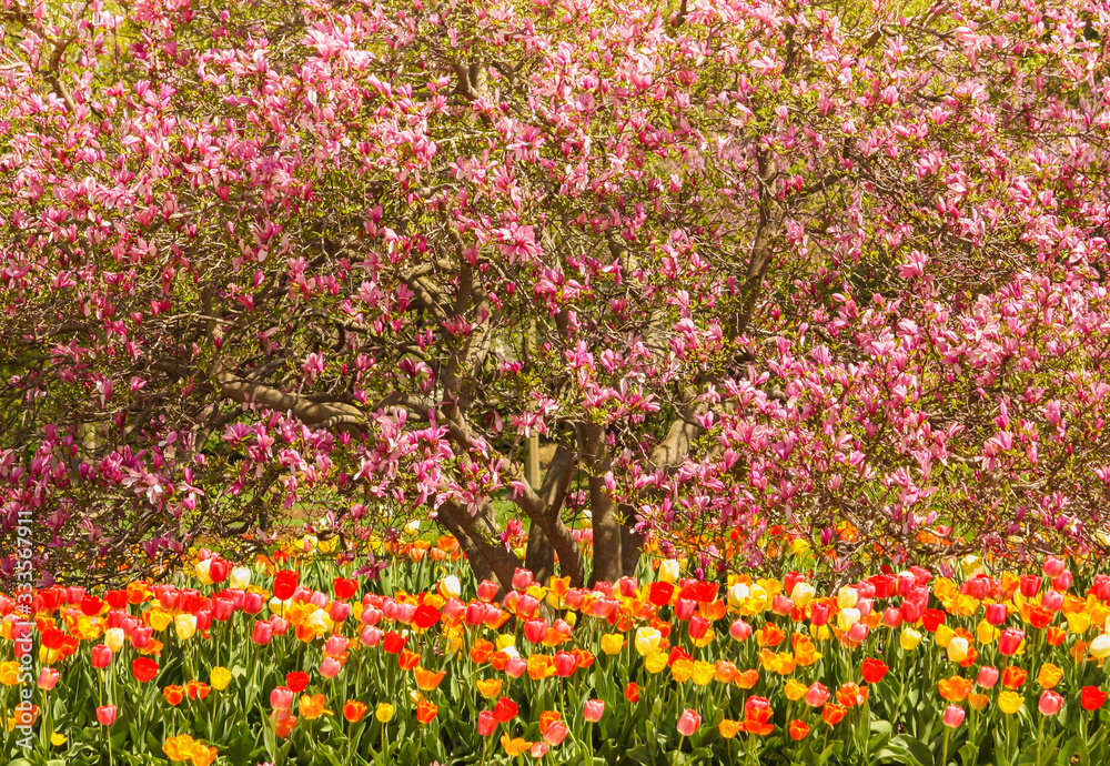 A magnolia tree in full bloom with a garden of red, white, yellow, orange and pink tulips in full splendor below. 