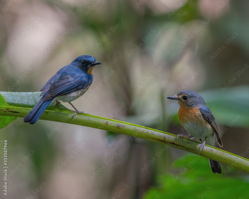 Indochinese Blue Flycatcher male and female (Cyornis sumatrensis) perching on a tree branch Indochinese Blue Flycatcher male and female (Cyornis sumatrensis) perching on a tree branch