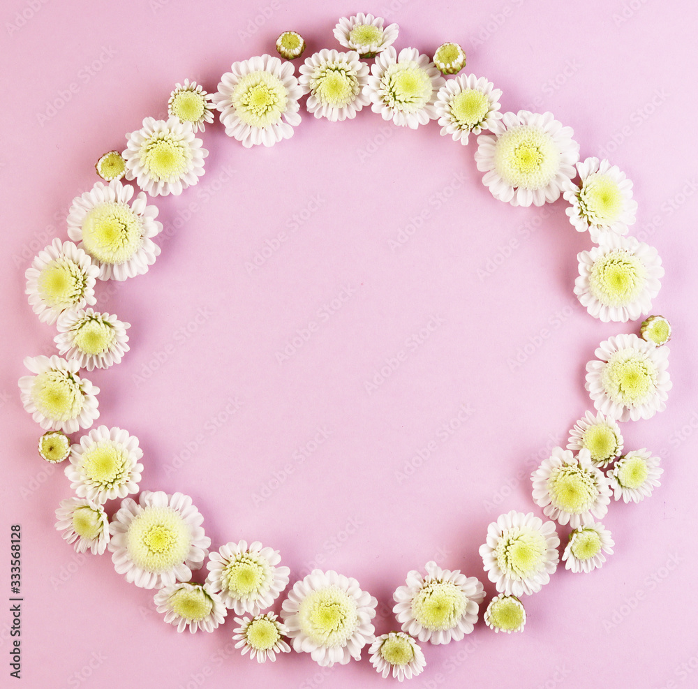 white chamomile flowers on a pink pastel background top view.