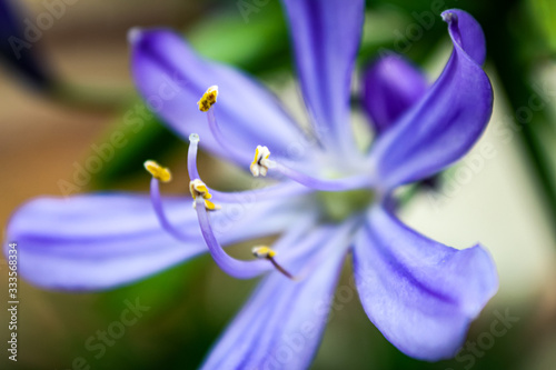 Blossoming Purple Blue Flower Petal Iris Flower Closeup Nature spring Violet plant
