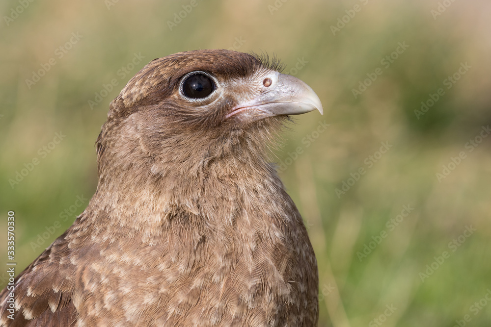 Fototapeta premium Close up portrait of Chimango Caracara