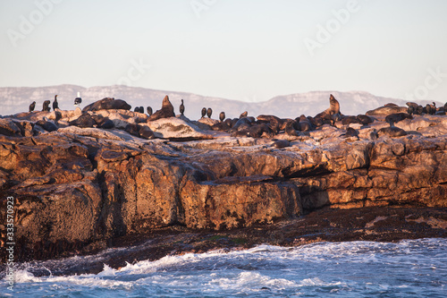 Cape fur seals, Arctocephalus pusillus, aggregate in and out of the sea at Seal Island in False Bay, South Africa. This area is seasonally frequented by Great White sharks which hunt the fur seals.