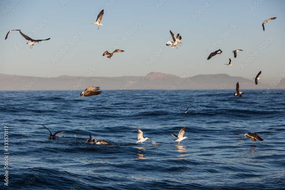 Seagulls feast on seal scraps left over by a Great White shark in False Bay, South Africa. This beautiful region is known for its fisheries, whales, and seasonal aggregation of Great White Sharks.