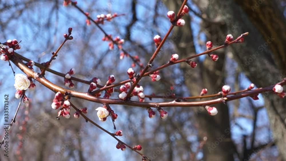 Сherry blossom tree. Branches of a cherry tree with blooming flowers in a spring day. Сherry blossom tree. Branches of a cherry tree with blooming flowers in a spring day.