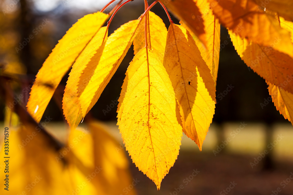 Fototapeta premium autumn nature