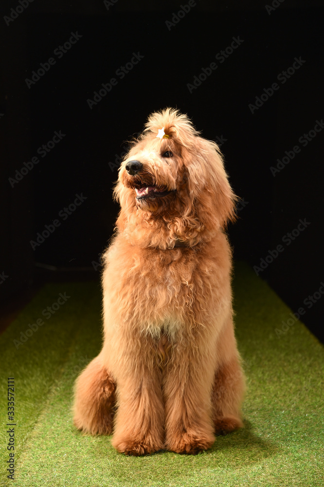 Fototapeta premium ラブラドゥードル