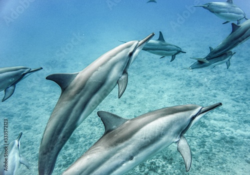 Beautiful Hawaiian Spinner Dolphins 