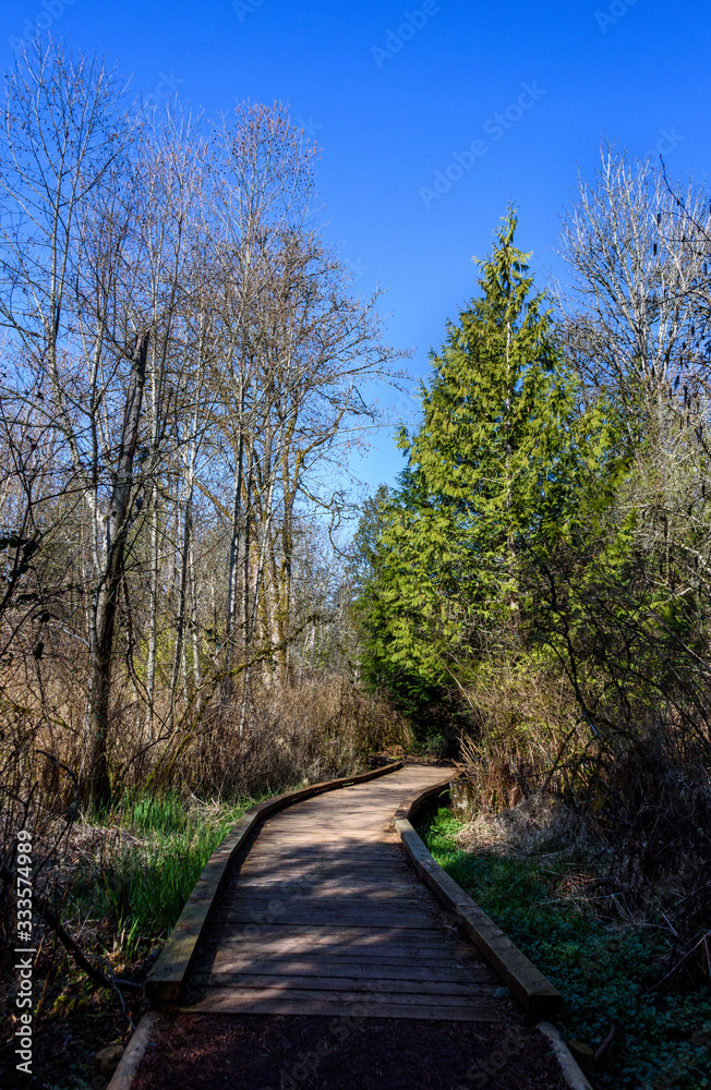 Fototapeta premium Well maintained raised boardwalk trail through woods on a sunny day