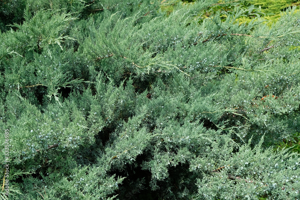 Large juniper tree with berries. The branches of evergreen shrub of the family Cypress. Common juniper is also known under the name Vares, Archa.
