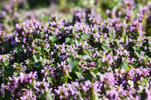 wild flowers