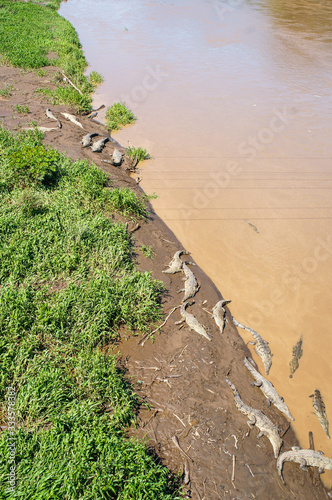 Group of crocodiles resting in a river under a bridge