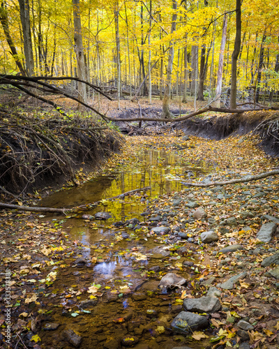 A shallow stream flows quietly through a golden autumn forest.