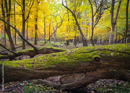 Moss-covered logs add their shades of green to the golden glow of an autumn woods.