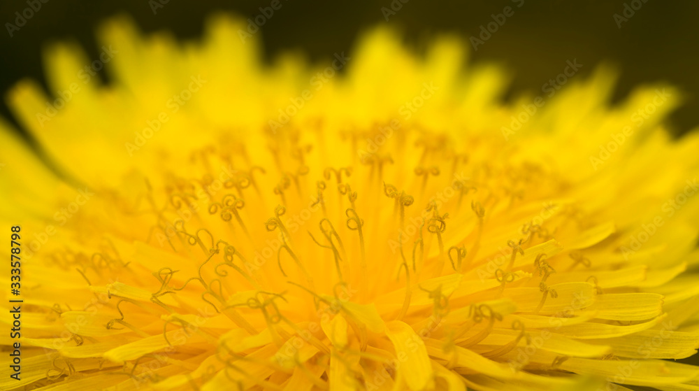 yellow beautiful dandelions yellow beautiful dandelions