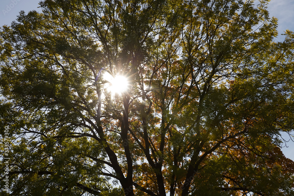 Fototapeta premium autumn nature