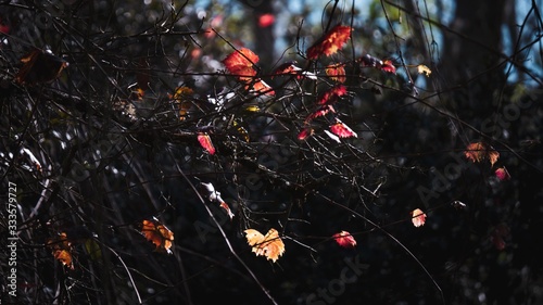 Beautiful Red Leaves Seasonal 