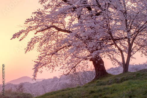 宮城県大河原町桜