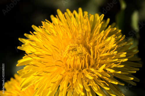 beautiful dandelion flower