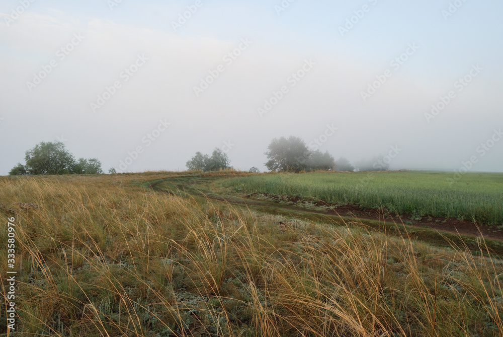 Fototapeta premium Morning in the field