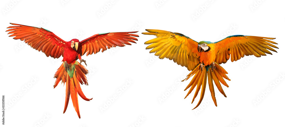 Obraz Colorful macaw parrots isolated on white.