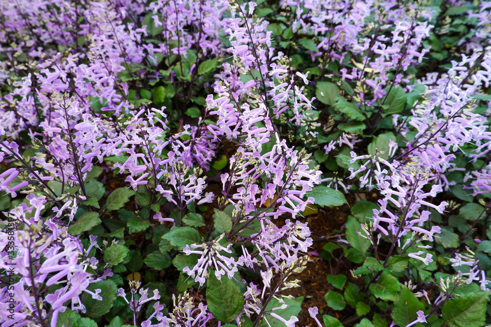 Mona lavender is commonly named Swedish ivy. Mona lavender is commonly named Swedish ivy.