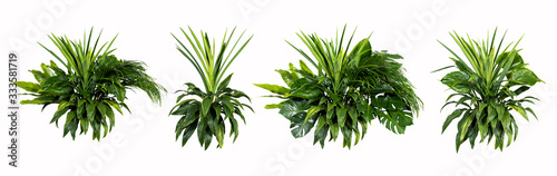 Green leaves of tropical plants bush (Monstera, palm, rubber plant, pine, bird’s nest fern) floral arrangement indoors garden nature backdrop isolated on white background thailand,clipping path inclu