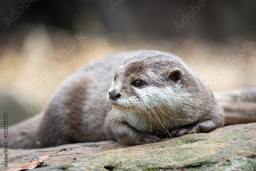 a fluffy water otter on a rock drying off