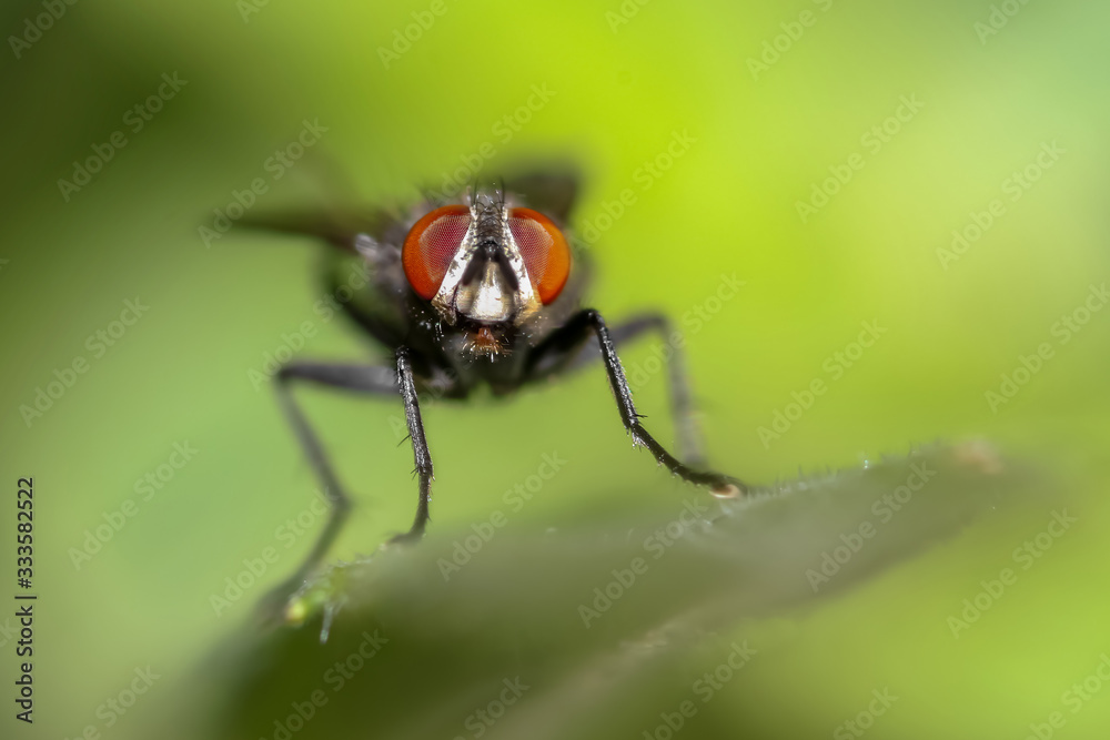 Extreme close up shot of Fly on a plant Extreme close up shot of Fly on a plant