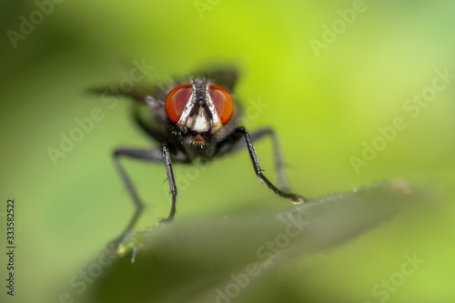 Extreme close up shot of Fly on a plant
