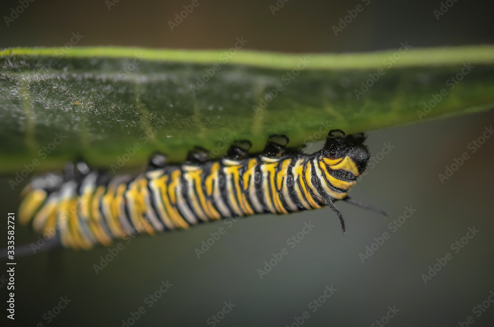 Monarch Butterfly Caterpillar On Milkweed Monarch Butterfly Caterpillar On Milkweed