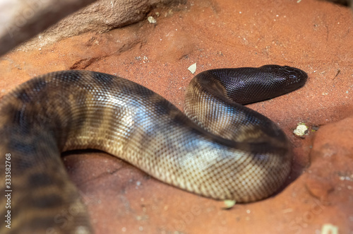 black-headed python (Aspidites melanocephalus) resting under the hot sun photo